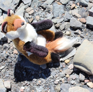 dr fox on the beach